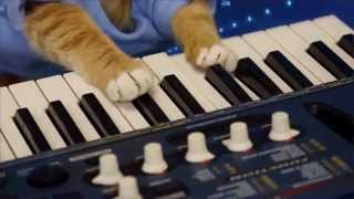 Keyboard Cat Compilation!