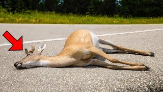 A Man Discovered a Dead Deer on the Road. What Happened Next is Unbelievable!