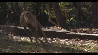 Greyhounds in Slow Motion