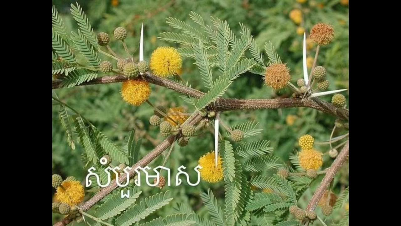 Египетская акация