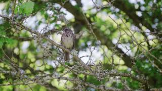 Song Sparrow projects his voice from an arboreal stage