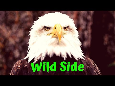 Wild Side of rock🎸 #heavymetal #rocknroll #rockmusic