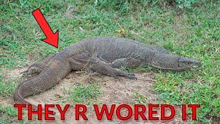 4 GROWN MEN R WORDED A ENDANGERED LIZARD IN INDIA.
