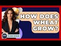 How Does Wheat Grow? - All About Capitalism