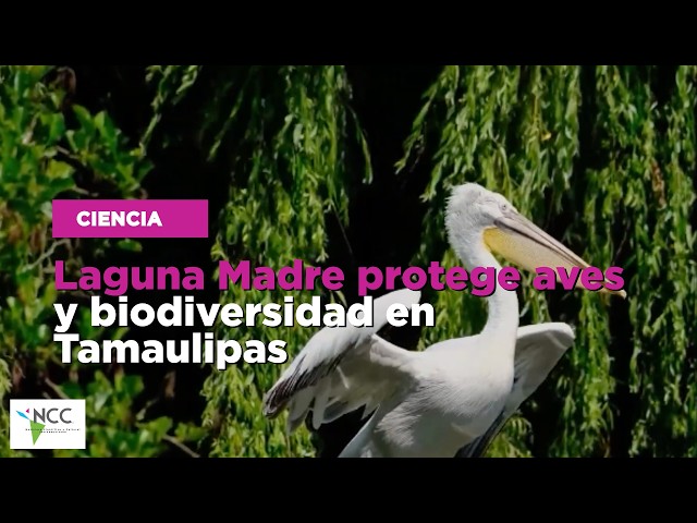 Laguna Madre protege aves y biodiversidad en Tamaulipas