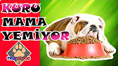 Kopegim Neden Mama Yemiyor Kopek Mamasi Kuru Mama Yas Mama Youtube
