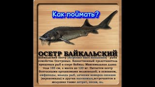 картинка: Как поймать Осетр Байкальский, на локации озеро Байкал?