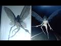 REAL Fairy Encounters Experts Cannot Explain Away