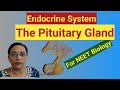 @Endocrine System :  The Pituitary Gland