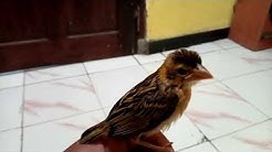 39++ Burung manyar kembang jantan terbaru