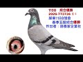 鴿養家企業社-全台獨家首拍會2026-773736灰母，本身1188鴿會五關綜合優勝。#恆盟賽鴿網 #鴿養家企業社#完翔鴿#拍賣鴿