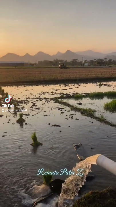 Pupujian sore di kampung