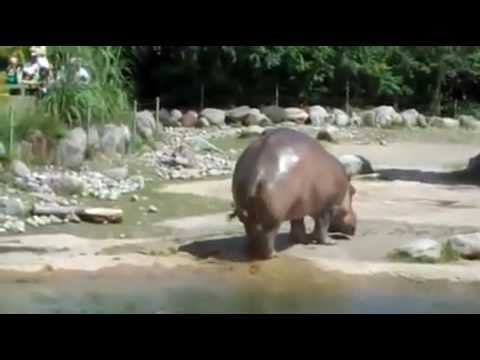 Hippo fart sounds like a Chain saw (TRY NOT TO LAUGH)