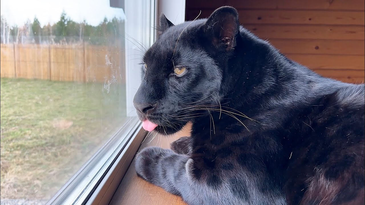 Пантера Луна наконец-то вышла на свободу!