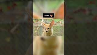 Zwierzęta, Które Mogą Wkrótce Zniknąć Z Naszej Planety Cz3