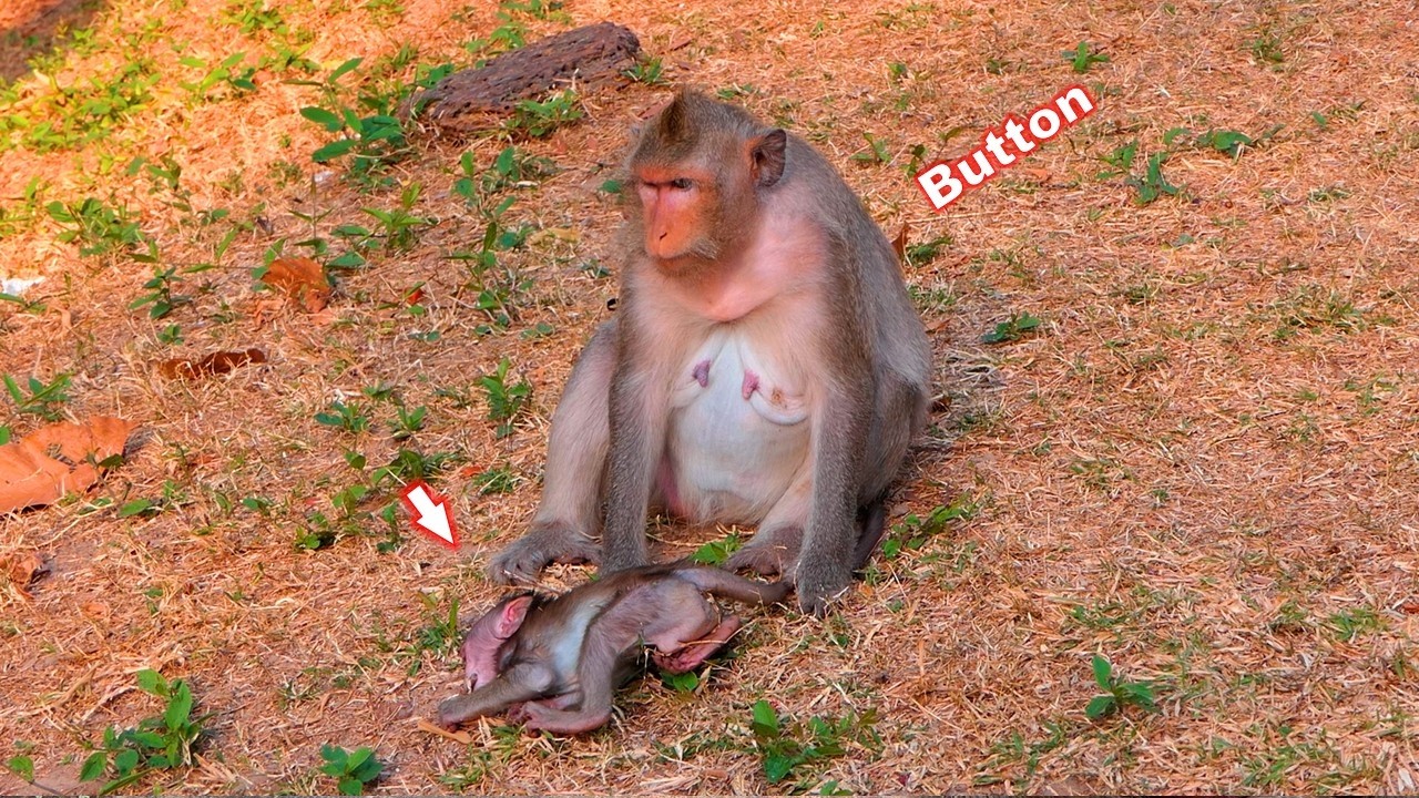 Baby Bessie sleeping on the ground after receiving discipline from her mother