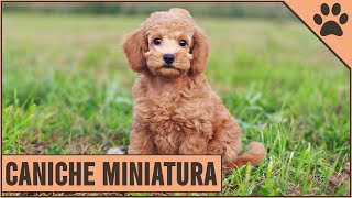 Miniatura Caniche (Miniature Poodle) Información De Raza De Perro | Perros Mundo