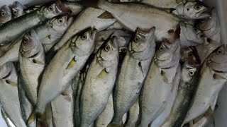 Hirsiz İğneli̇ Takim,Sarikanat,Çi̇nekop Balik Avi,Karadeni̇zi̇n Mavi̇ Deri̇nli̇kleri̇