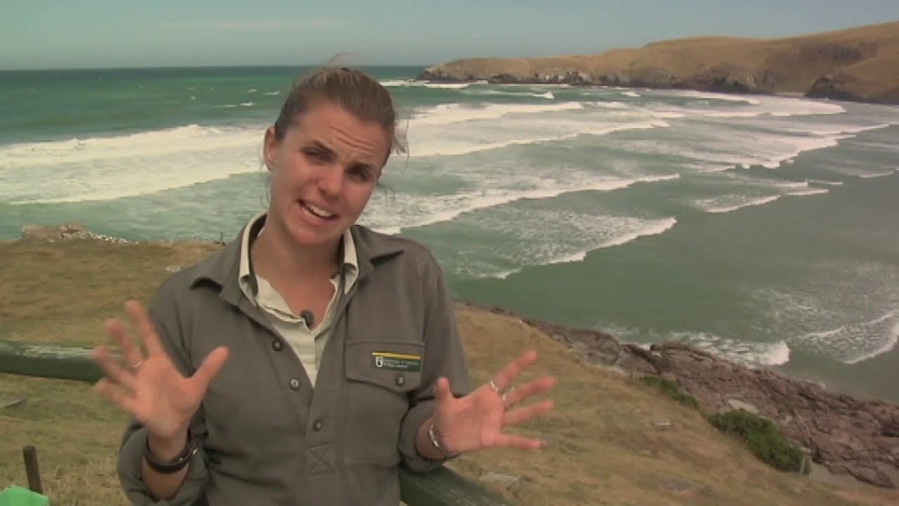 new zealand currency Meet the Locals: Hoiho