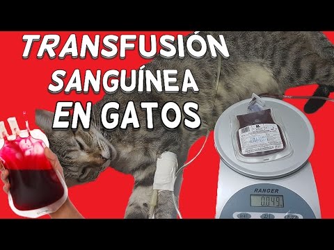 Video: Reacciones De Transfusión De Sangre En Gatos