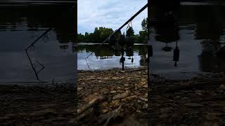 Bite Cam #fishing #rod #reel #reels #angling #angler #fishon #carpon #fishingvideo #hindersbait #uk