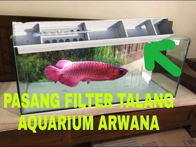 Susunan media filter aquarium arwana