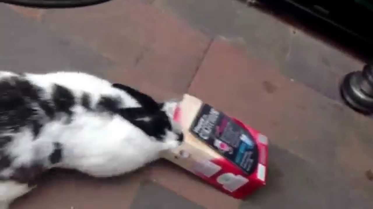 Meisje als kip zonder kop YouTube Meisje als kip zonder kop YouTube