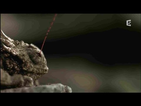 Vidéo: Bactéries Dans Le Sang Des Reptiles