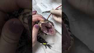 How To Place an Esophageal Feeding Tube in a Reptile