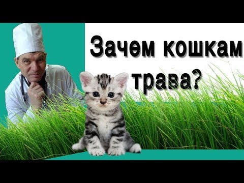 КОШКA ЕCТ ТРАВУ //  для чего, надо ли отучать, как предложить траву.