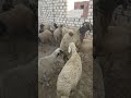 لأهل الخبره تم ولا لا 18 