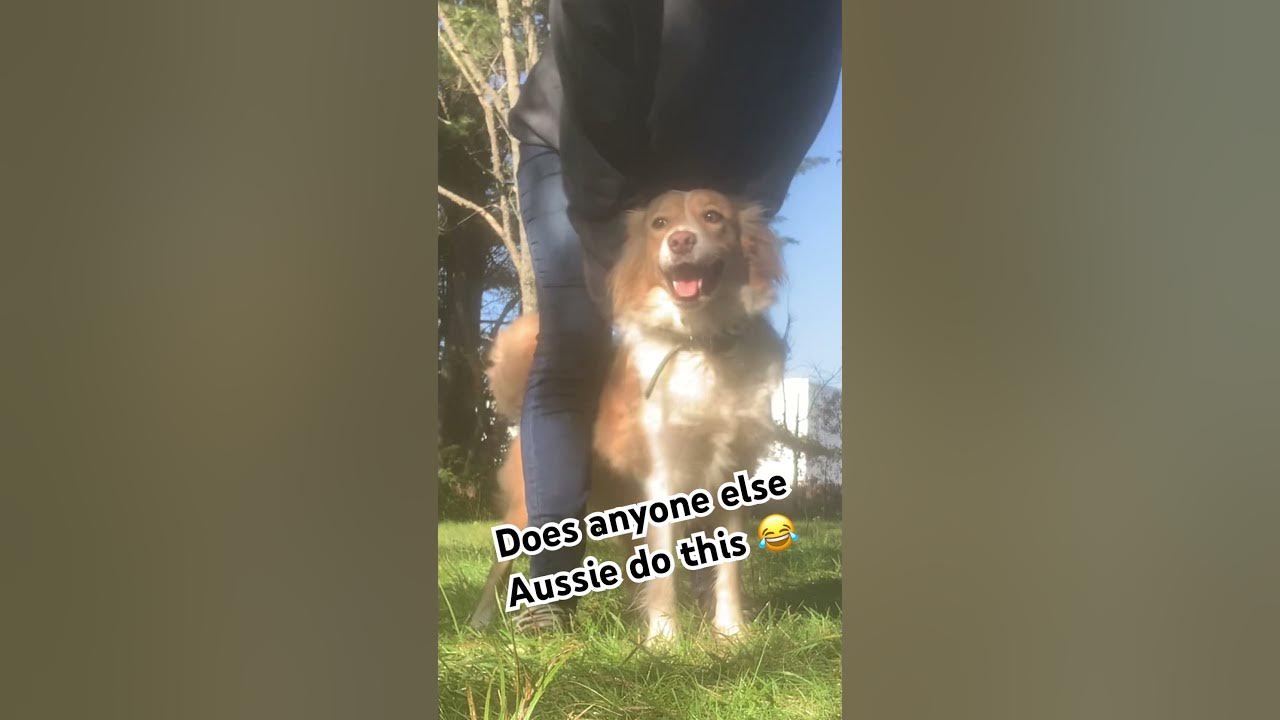 australian-shepherd-dog-whines-when-gets-excited-australianshepherd