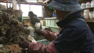 九十九島の牡蠣や長崎件の養殖牡蠣
