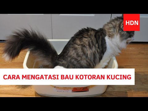 Video: Cara Menghilangkan Bau Kotoran Kucing