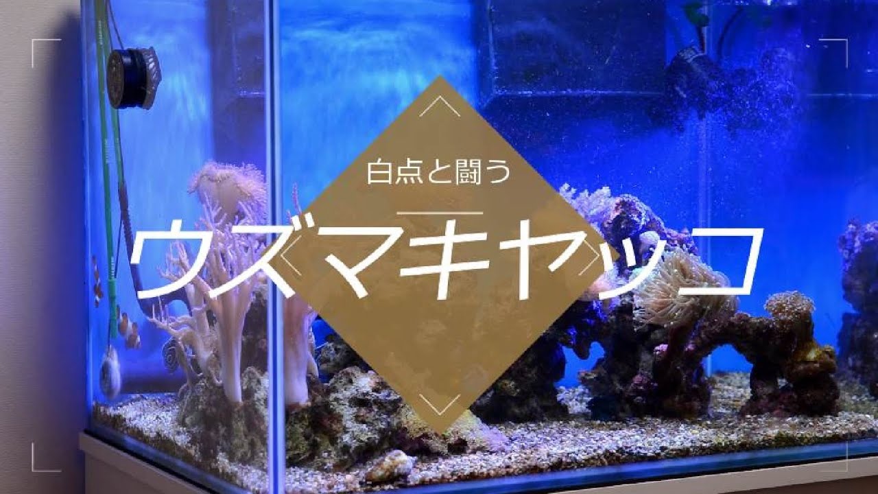 ウズマキヤッコ 白点病と闘う！】現在の水景 - YouTube
