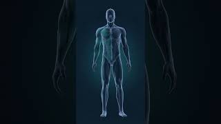 All about "Hyperlordosis" Pt. 4 #backexercises #backpain #healthtips #posturecheck