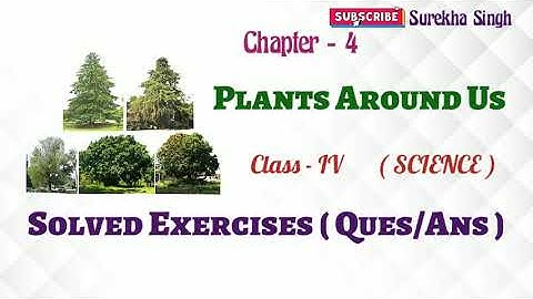 Chapter 4. PLANTS AROUND US , Solutions//(Exercises/Question & Answers) ,Class 4, Science ,DAV, CBSE