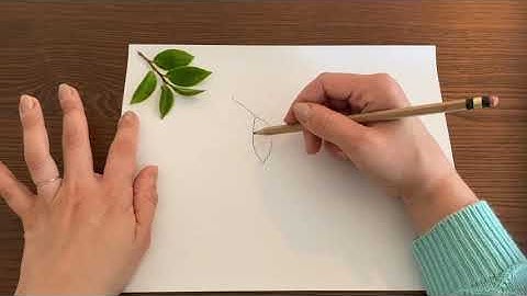 Contour Line Drawing - Natural Object