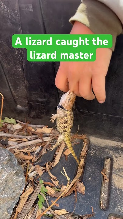 does-a-lizard-bite-hurt-youtube