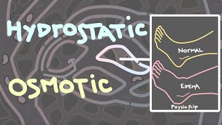 Hydrostatic and osmotic pressure | Introduction to #edema