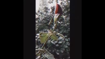 Thumbnail of Brian Crain- Gentle Rain
