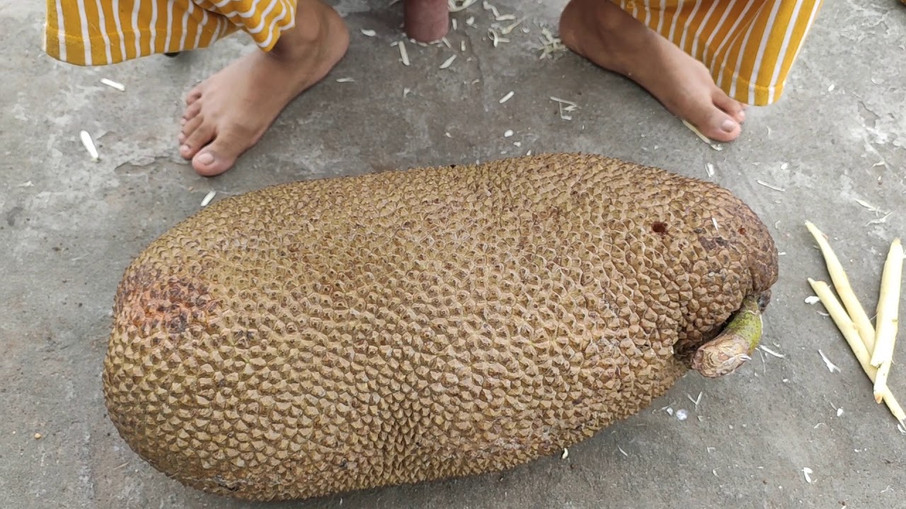 How to ripen jackfruit at home by simple method YouTube