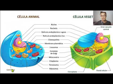 Vídeo: As microvilosidades estão nas células vegetais e animais?