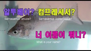 [피라냐랑 놀자] 알투베이? 컴프레셔서? 너 이름이 뭐니? (Serrasalmus altuvei? Serrasalmus compressus? What is your name?)