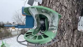 Which Smart Birdfeeder is Best For You? Birdfy vs Harymor