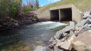 Clear Creek - Colorado - August  17, 2024 - Fly Fishing
