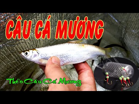 Video CÂU CÁ MƯƠNG SÔNG BẰNG THẺO CÂU | Anh Tú TV - youtube