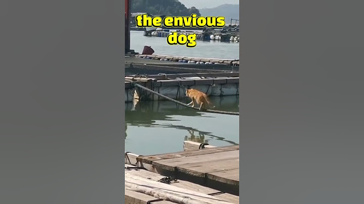 "Gato Comico cae al Agua, ¡Perro lo Asusta y Se Cae#Gato#Perro #ReacciónDeGato #Gato#Humor#Short