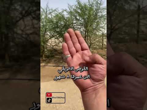 زراعة الاشجار اكسبلور اشجار نباتات ترند سماد اشجار بريه قرض طلح مصدات حمضيات التين عنب