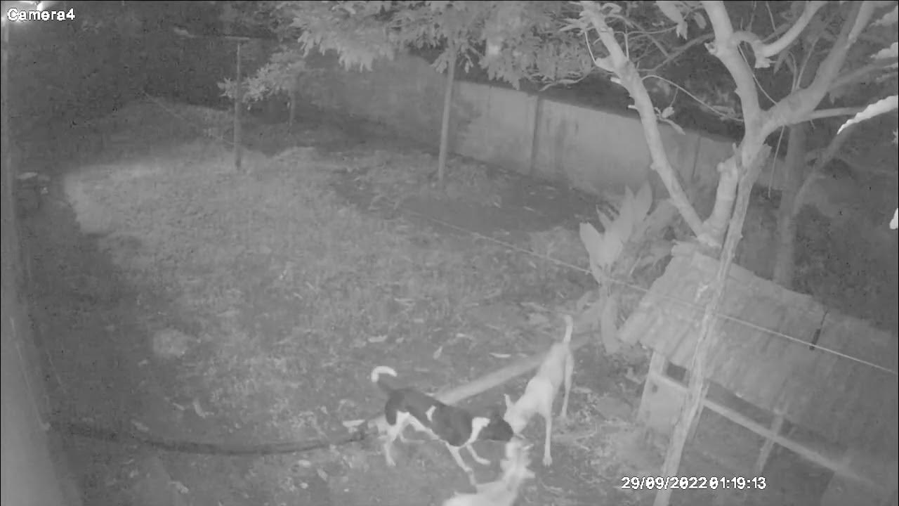 Stray dogs attack cctv footage palakkad YouTube